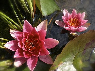 pink flowers thumbnail