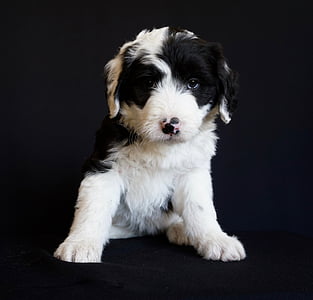 black and white border collie puppy thumbnail