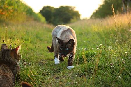 two brown cat on grass at daytime thumbnail