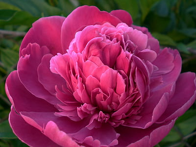 closeup photography of pink peony flower thumbnail