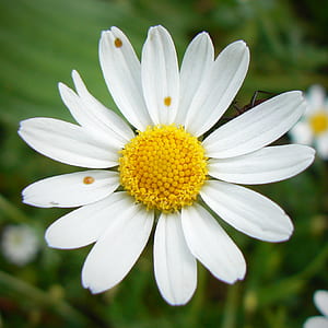 White and Yellow Flower thumbnail