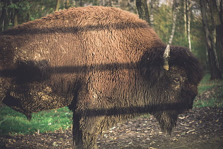 bison standing on brown soil surrounded by trees thumbnail