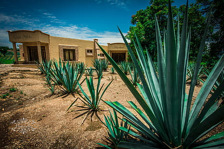photo of brown concrete building beside green plants thumbnail