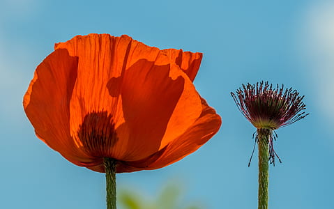 red poppy flower under blue sky thumbnail