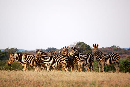 group of zebra near trees thumbnail