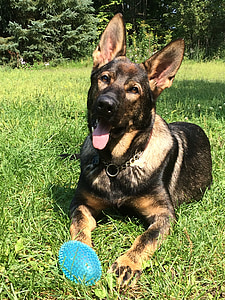 tan and black German shepherd lying on grass thumbnail
