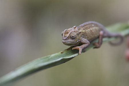selective focus photography of Chameleon perching on green linear leaf thumbnail