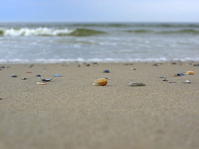 selective focus photography of shells on shore thumbnail