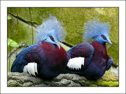 two purple-and-grey birds photo thumbnail