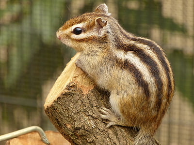 photo of black and brown squirrel thumbnail