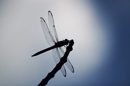 silhouette photo of dragonfly perched on twig thumbnail