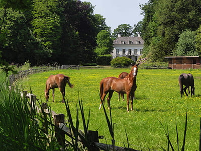herd of horse on ranch thumbnail
