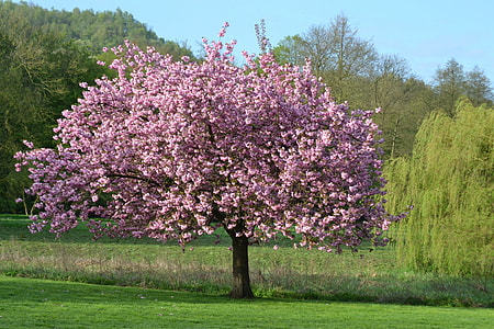 cherry blossom tree painting thumbnail