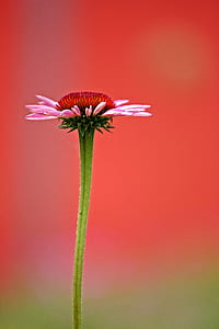 closeup photo of pink petaled flower thumbnail