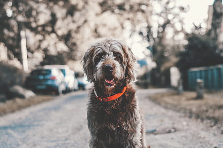 medium long-coated brown and white dog on street during daytime thumbnail