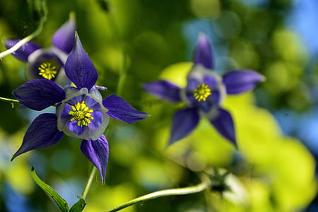selective focus photo of purple columbine flowers in bloom thumbnail