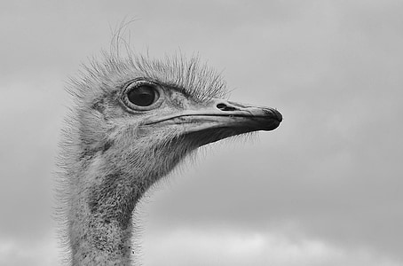 grayscale photo of ostrich thumbnail
