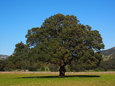 green tree on grassland during daytime thumbnail