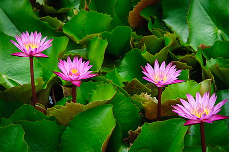 close-up photo of pink petaled flowers thumbnail