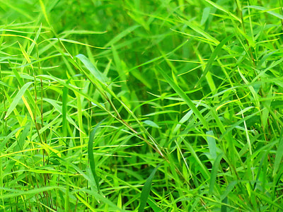 green grass thumbnail