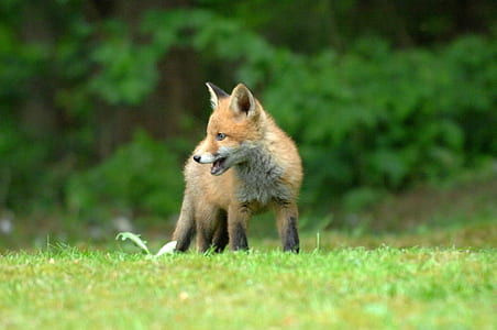 photo of fox on grass thumbnail