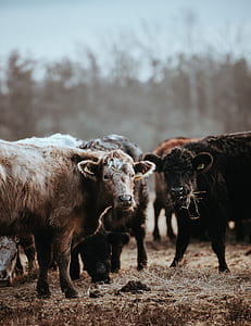 herd of cattle eating hay taken at daytime thumbnail