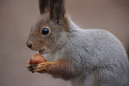 gray and brown squirrel eating a nut thumbnail