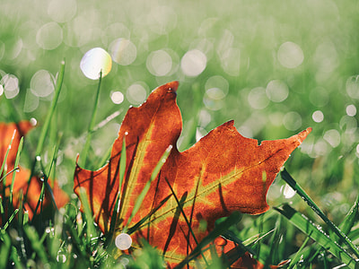 brown leafed plant on grass thumbnail