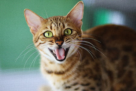 focused photo of a orange calico cat thumbnail