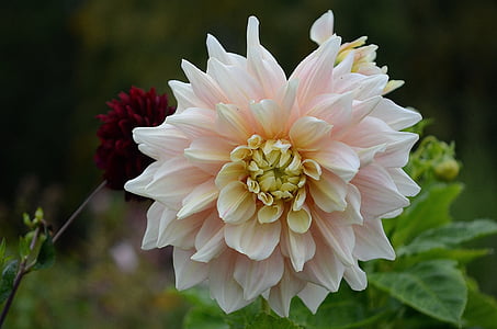 close-up photo of pink petal flower thumbnail