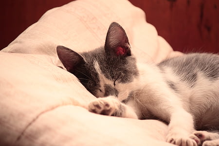 black and white kitten sleeping thumbnail