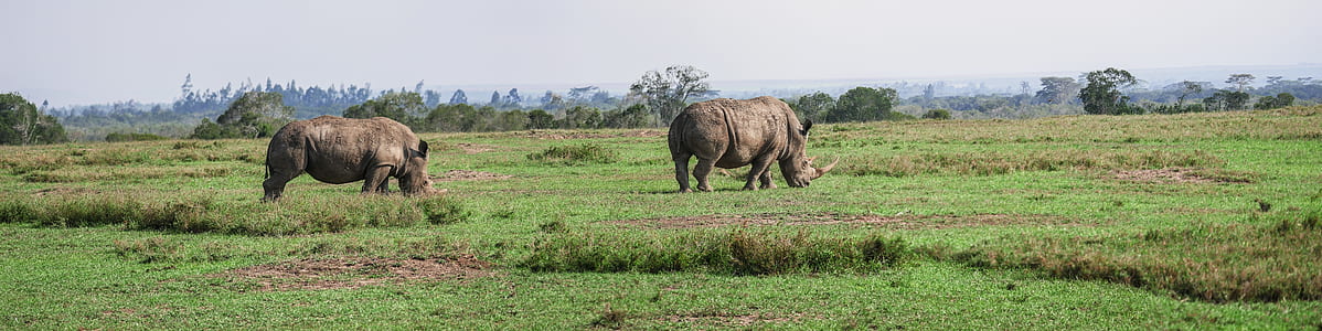 two rhino on green grass thumbnail