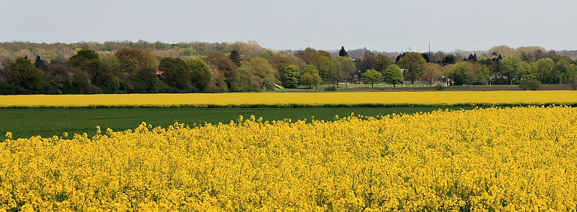 Landscape, Field Of Rapeseeds thumbnail