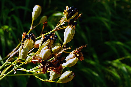 Seed pods of the spent flowers of an ornamental plant Iris domestica, commonly known as leopard lily, blackberry lily, and leopard flower. thumbnail