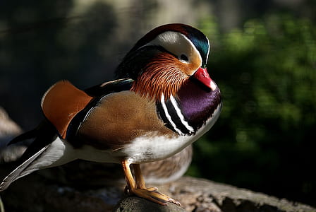 close-up Mandarin duck on rock formation thumbnail