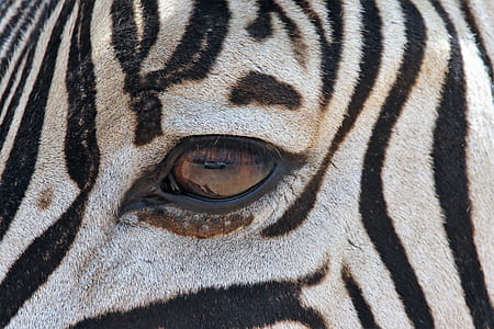 Zebra's Eye thumbnail