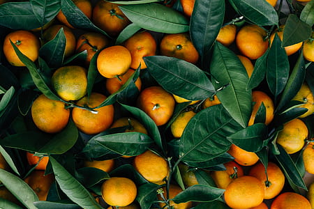 orange fruits thumbnail