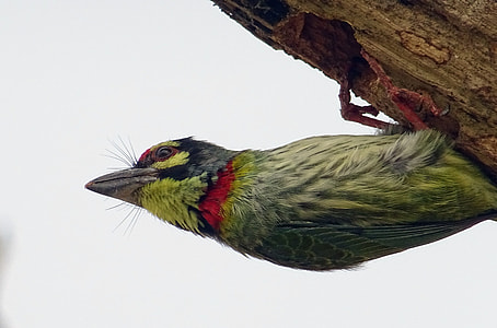 Coppersmith Barbet thumbnail