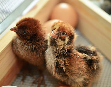 two newborn chicks thumbnail