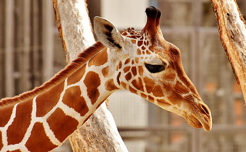 selective focus photography of giraffe thumbnail