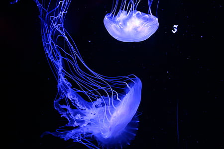 blue jellyfish thumbnail