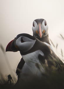 photography of two puffin birds thumbnail