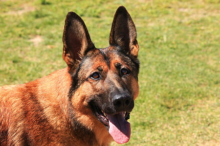 tan German shepherd on grass field thumbnail