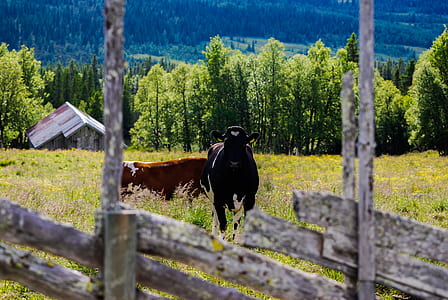 black cow in green grass field thumbnail