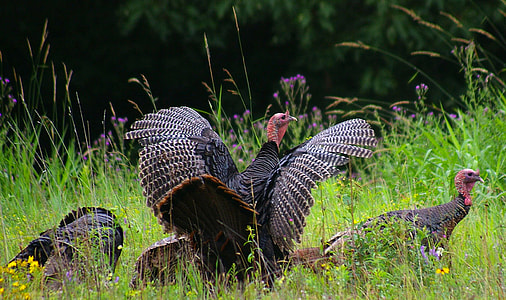 Wild Turkeys in New Hampshire thumbnail