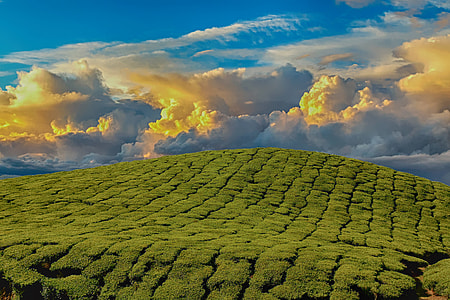 green grassland during daytime thumbnail