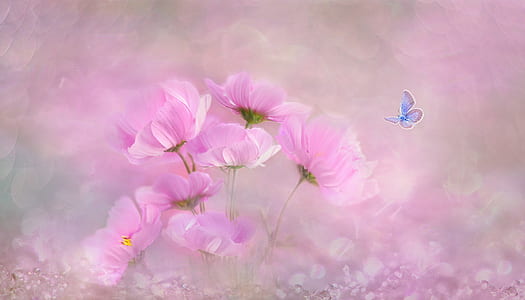 pink cosmos flowers painting thumbnail