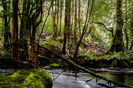 river between brown and green trees at daytime thumbnail