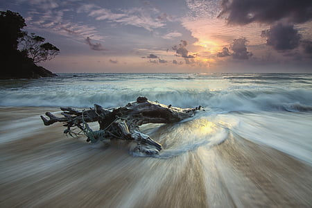 time-lapse photography of driftwood on shore during golden hour thumbnail