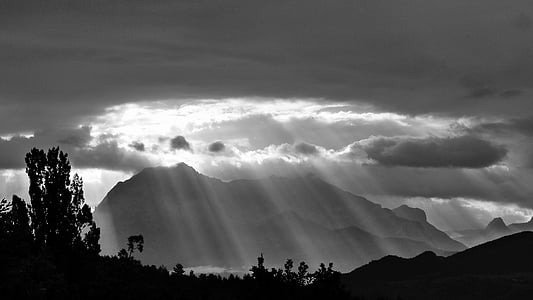 tree silhouette thumbnail
